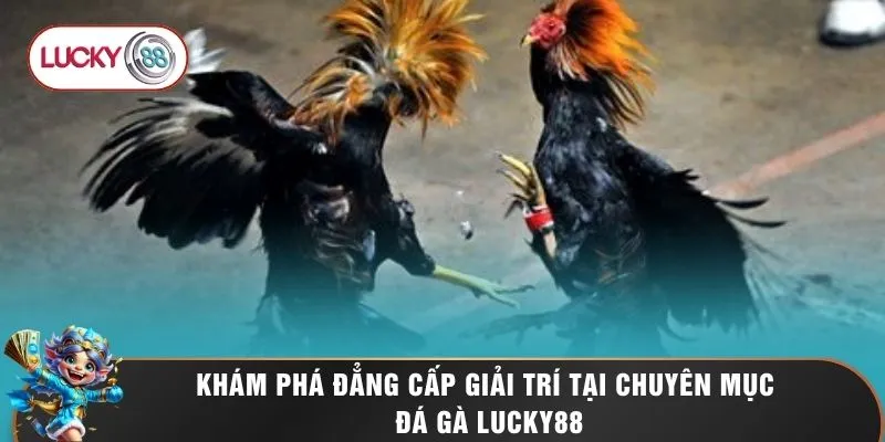 Khám phá đẳng cấp giải trí tại chuyên mục đá gà LUCKY88